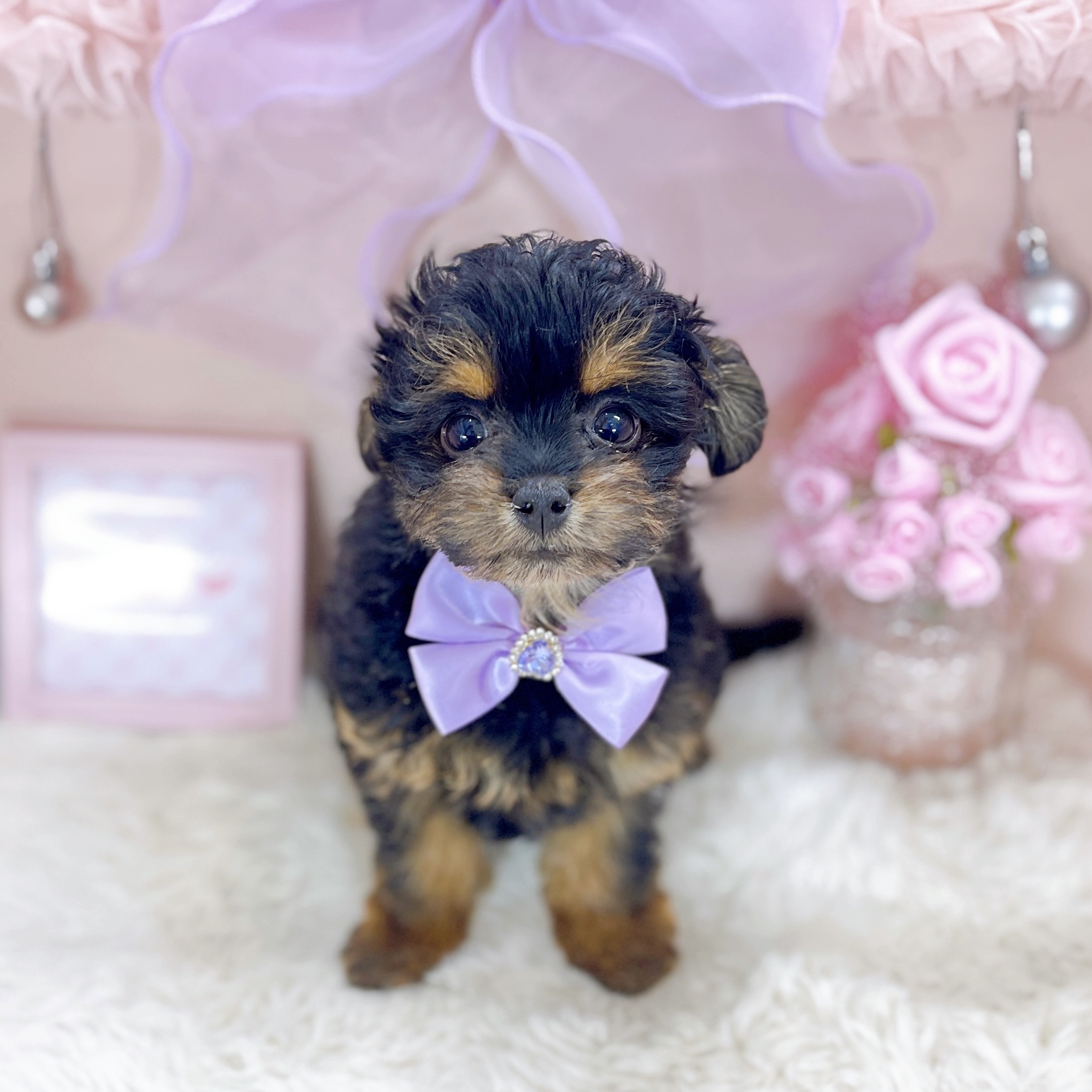 福井県のチワプー/プーチー(チワワ×プードル) (犬の家＆猫の里アミーゴ福井大和田店/2025年12月3日生まれ/女の子/ブラックタン)の子犬の3枚目の画像