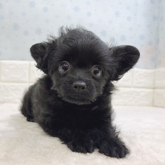 静岡県のチワプー/プーチー(チワワ×プードル) (犬の家＆猫の里マークイズ静岡店/2025年12月3日生まれ/女の子/ブラック)の子犬の3枚目の画像