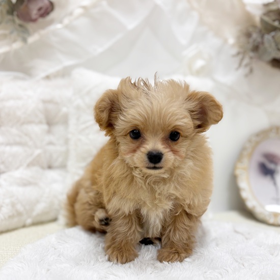 岐阜県のチワプー/プーチー(チワワ×プードル) (犬の家＆猫の里カラフルタウン岐阜店/2025年12月3日生まれ/女の子/アプリコット)の子犬の3枚目の画像