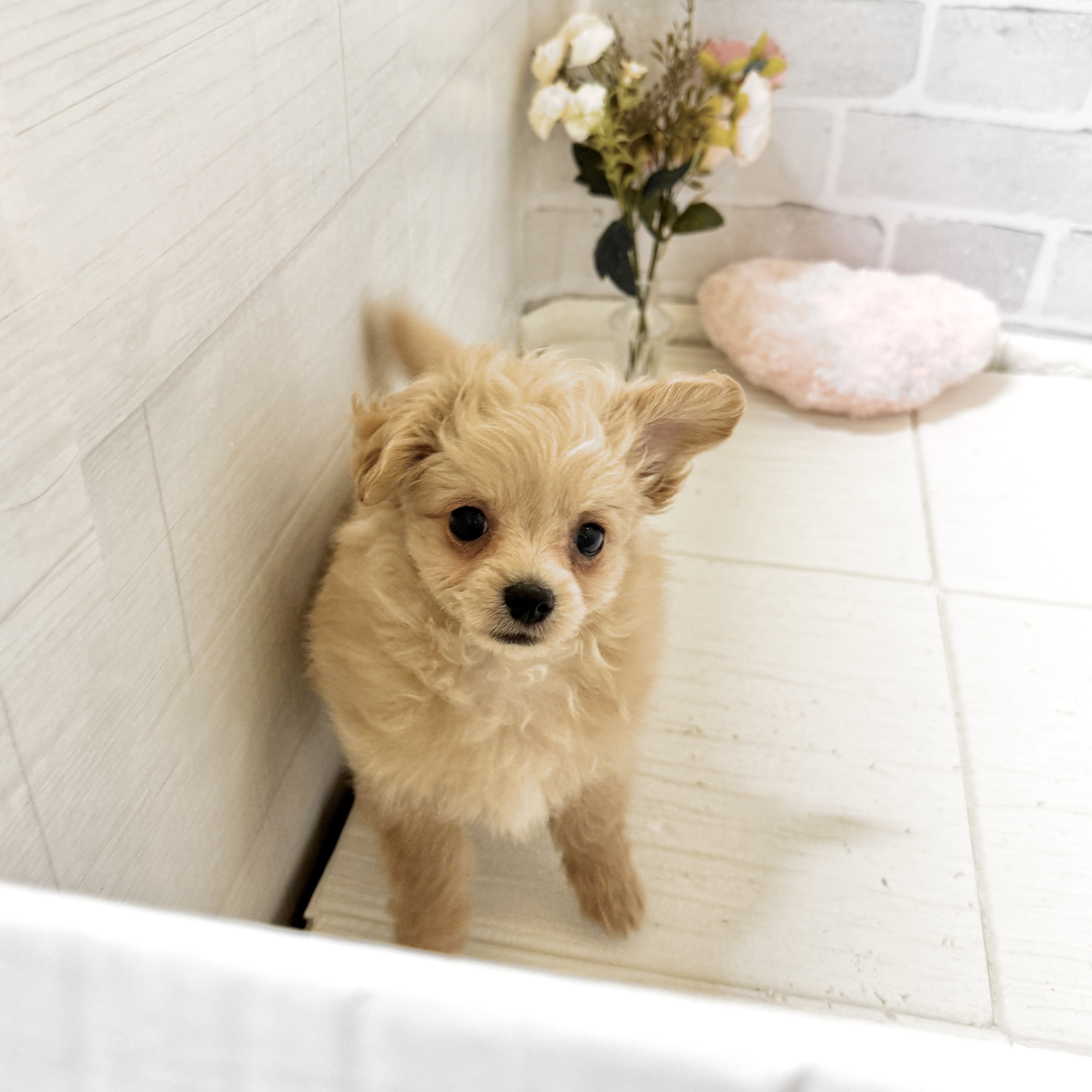 愛知県のチワプー/プーチー(チワワ×プードル) (犬の家＆猫の里岡崎店/2025年12月3日生まれ/男の子/アプリコット)の子犬の3枚目の画像