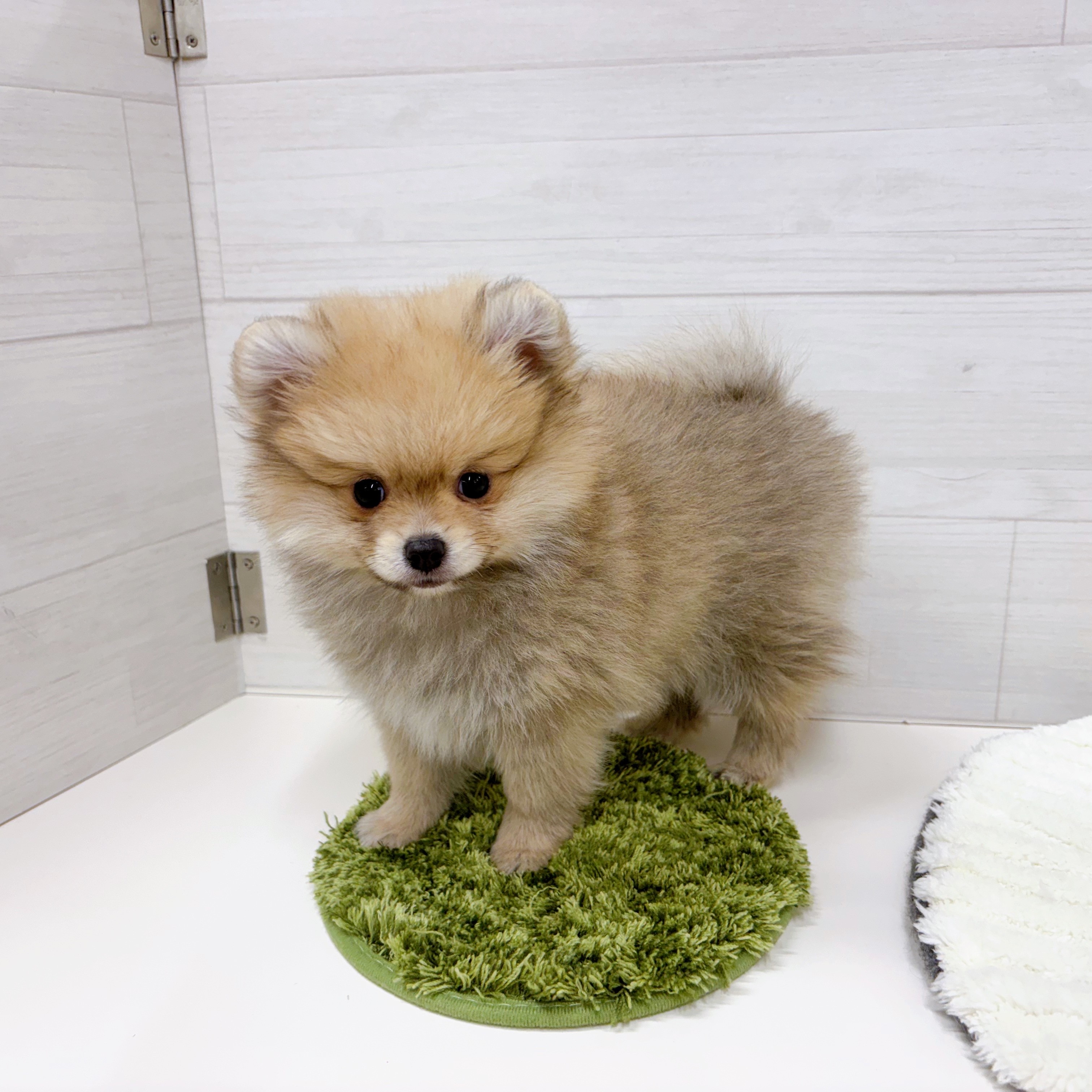 石川県のポメチワ/チワポメ/ポメチー(ポメラニアン×チワワ) (犬の家＆猫の里アミーゴ金沢おこばた店/2025年12月5日生まれ/男の子/フォーン)の子犬の3枚目の画像