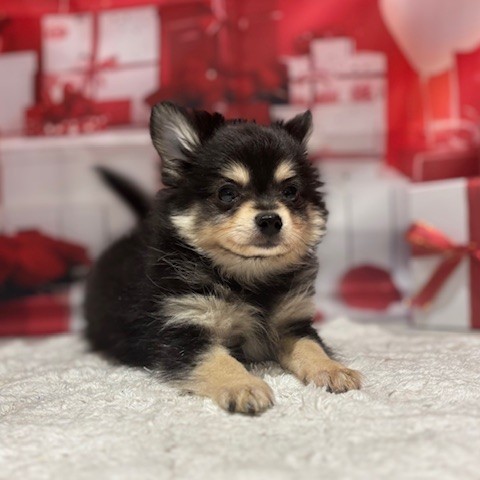 福岡県のポメチワ/チワポメ/ポメチー(ポメラニアン×チワワ) (犬の家＆猫の里トリアス久山店/2025年12月5日生まれ/男の子/ブラッククリーム)の子犬の3枚目の画像