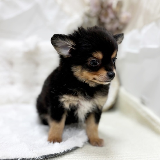 岐阜県のポメチワ/チワポメ/ポメチー(ポメラニアン×チワワ) (犬の家＆猫の里カラフルタウン岐阜店/2025年12月5日生まれ/男の子/ブラックタン)の子犬の3枚目の画像