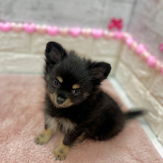 静岡県のポメチワ/チワポメ/ポメチー(ポメラニアン×チワワ) (犬の家＆猫の里プレ葉ウォーク浜北店/2025年12月5日生まれ/男の子/ブラックタン)の子犬の1枚目の画像