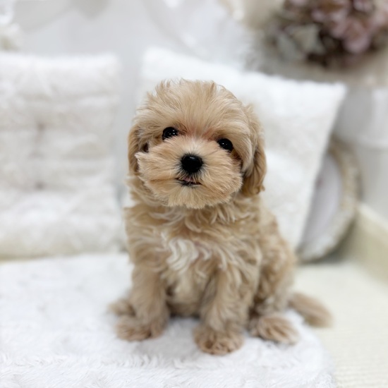 岐阜県のマルプー(マルチーズ×プードル) (犬の家＆猫の里カラフルタウン岐阜店/2025年12月7日生まれ/女の子/クリーム)の子犬の3枚目の画像