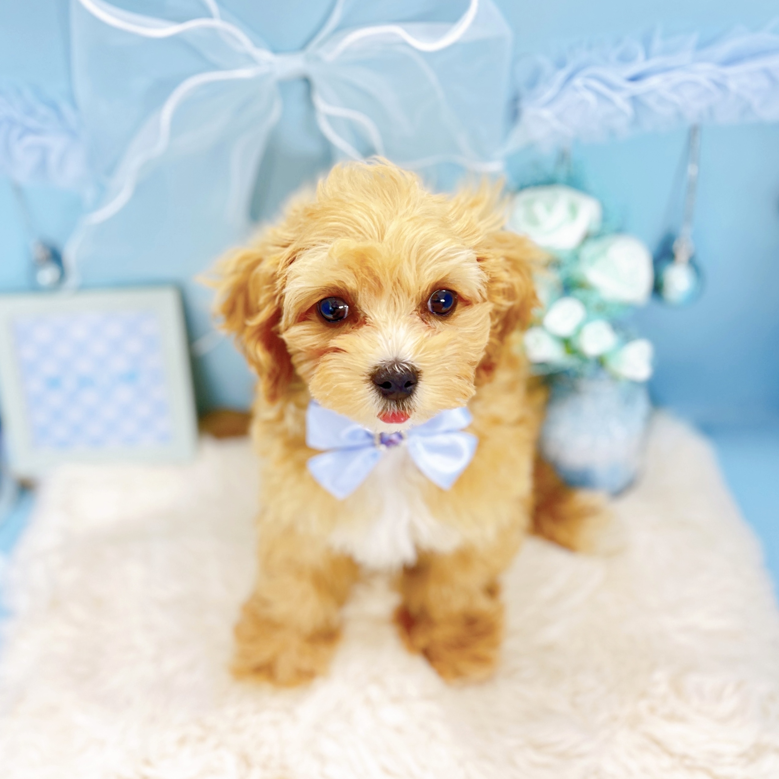 福井県のマルプー(マルチーズ×プードル) (犬の家＆猫の里アミーゴ福井大和田店/2025年12月4日生まれ/女の子/アプリコット)の子犬の3枚目の画像