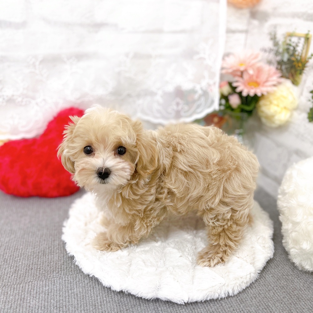 京都府のマルプー(マルチーズ×プードル) (犬の家＆猫の里京都樟葉店/2025年12月4日生まれ/女の子/クリームホワイト)の子犬の3枚目の画像