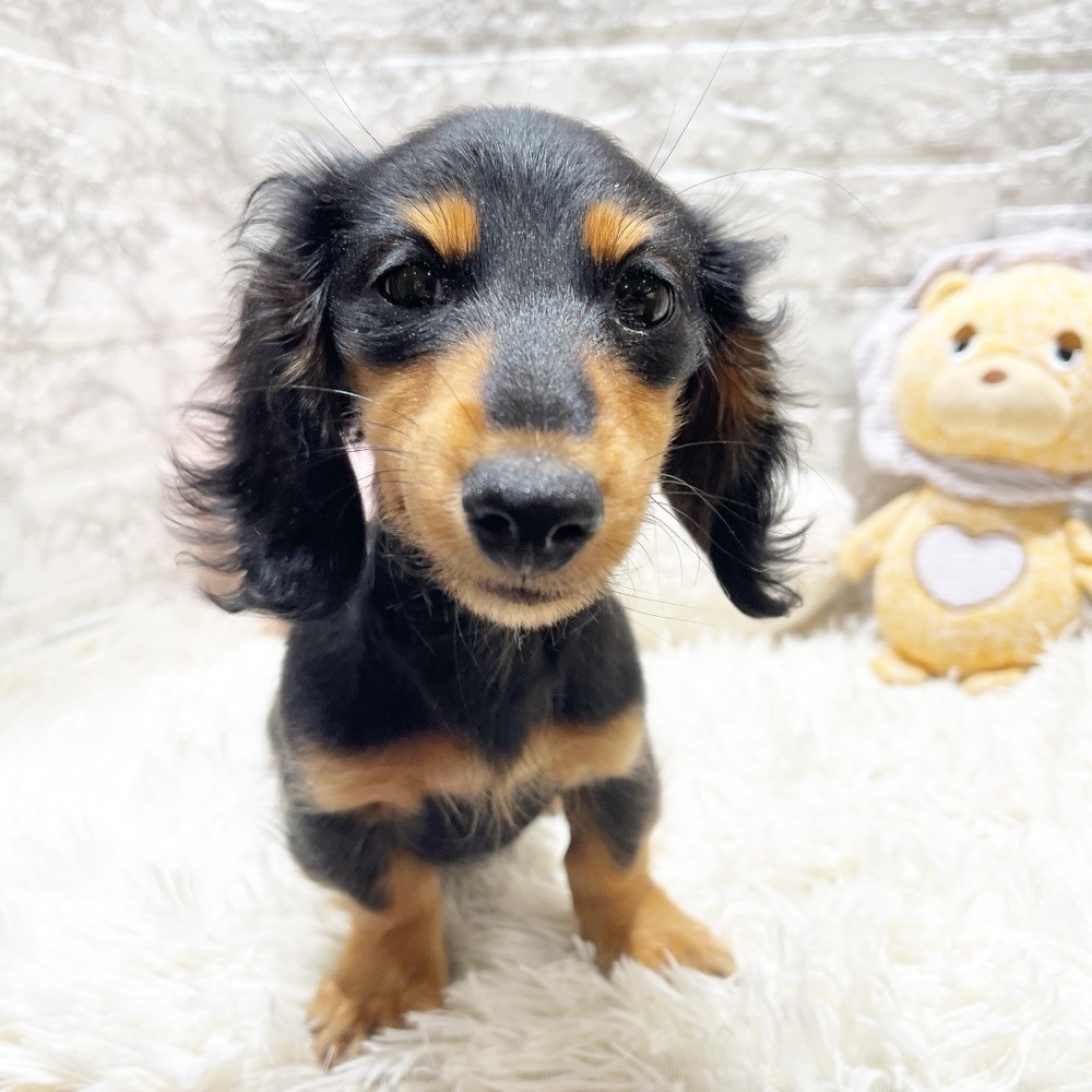 愛知県のミニチュアダックスフンド(ロング) (犬の家＆猫の里MiO香久山店/2025年12月4日生まれ/女の子/ブラックタン)の子犬の3枚目の画像