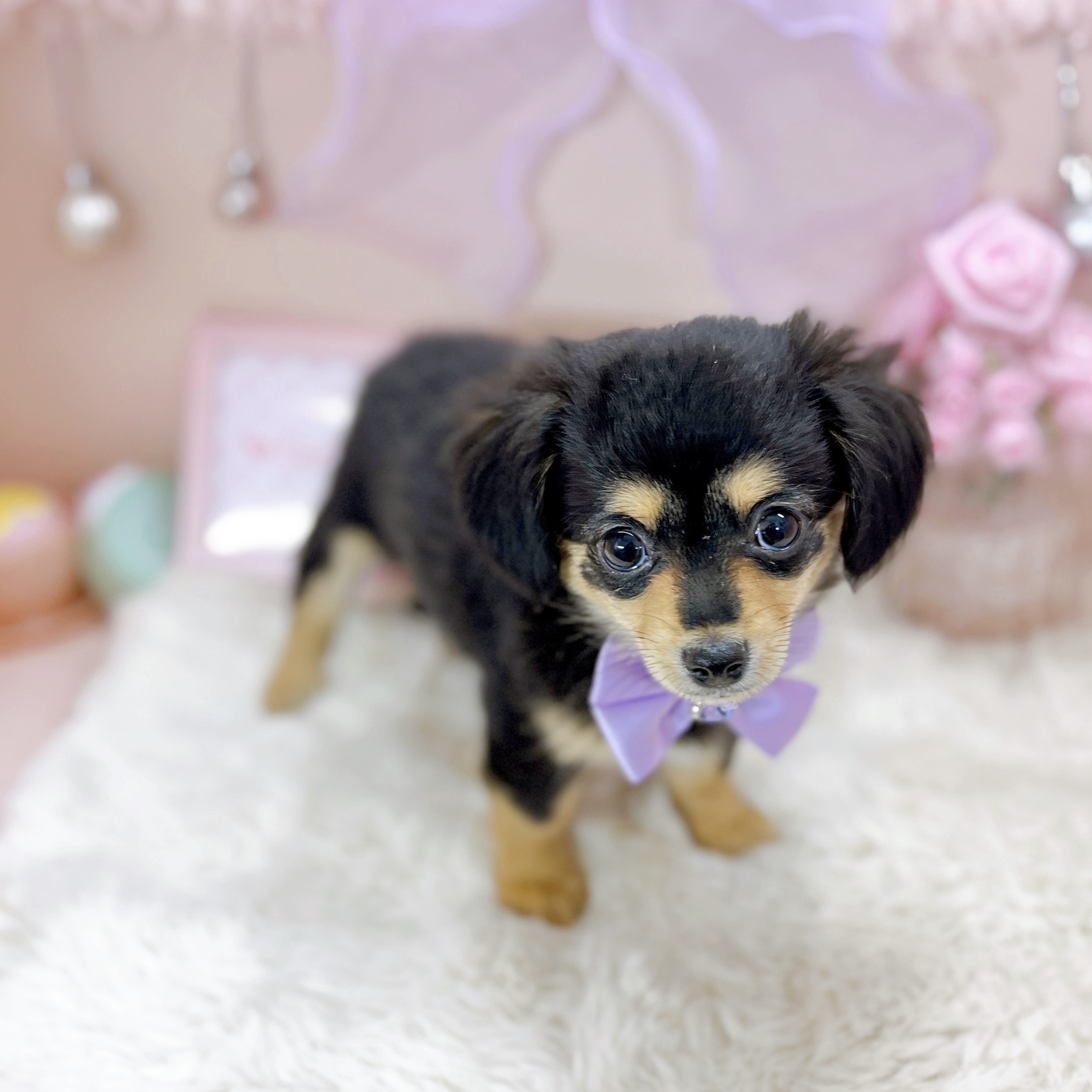 福井県のチワックス(チワワ×ダックス) (犬の家＆猫の里アミーゴ福井大和田店/2025年12月5日生まれ/女の子/ブラックタン)の子犬の3枚目の画像