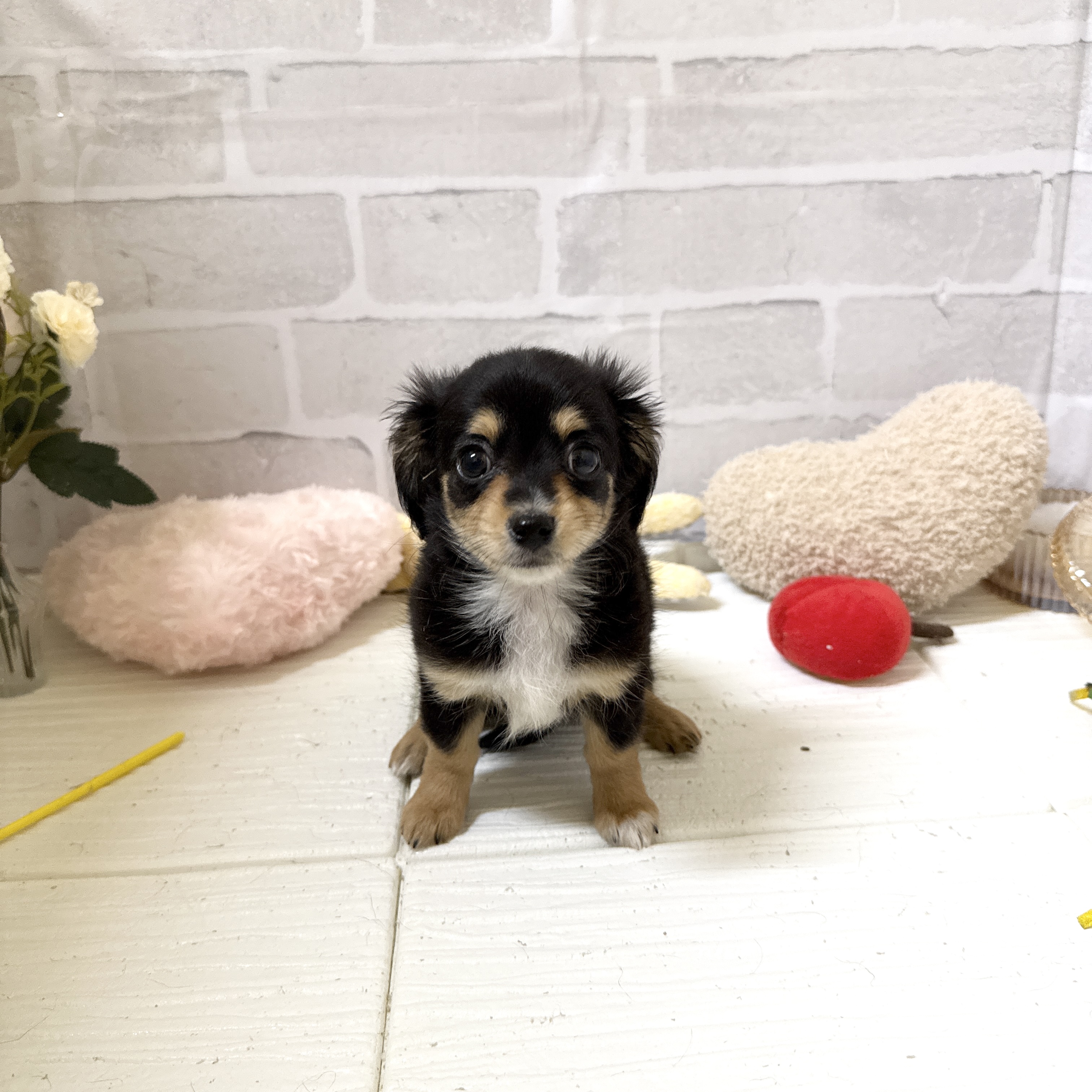 愛知県のチワックス(チワワ×ダックス) (犬の家＆猫の里岡崎店/2025年12月5日生まれ/女の子/ブラックタン)の子犬の3枚目の画像