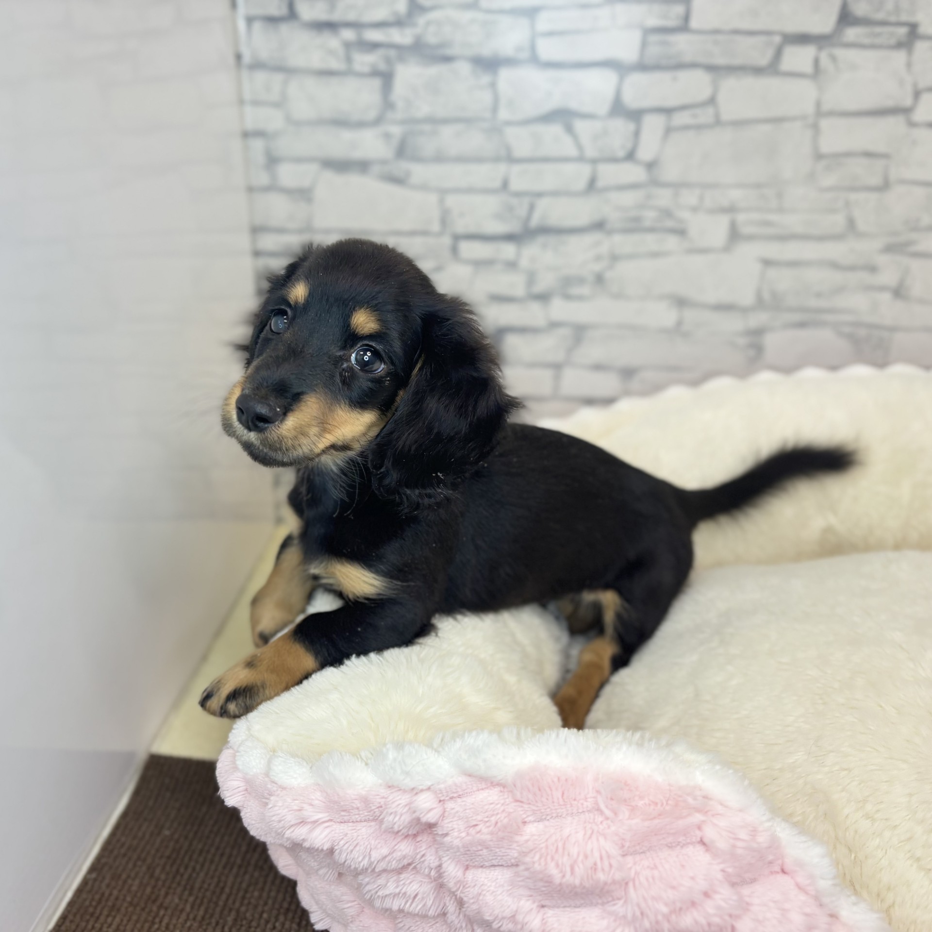 長野県のミニチュアダックスフンド(ロング) (犬の家＆猫の里長野店/2025年12月7日生まれ/男の子/ブラックタン)の子犬の3枚目の画像