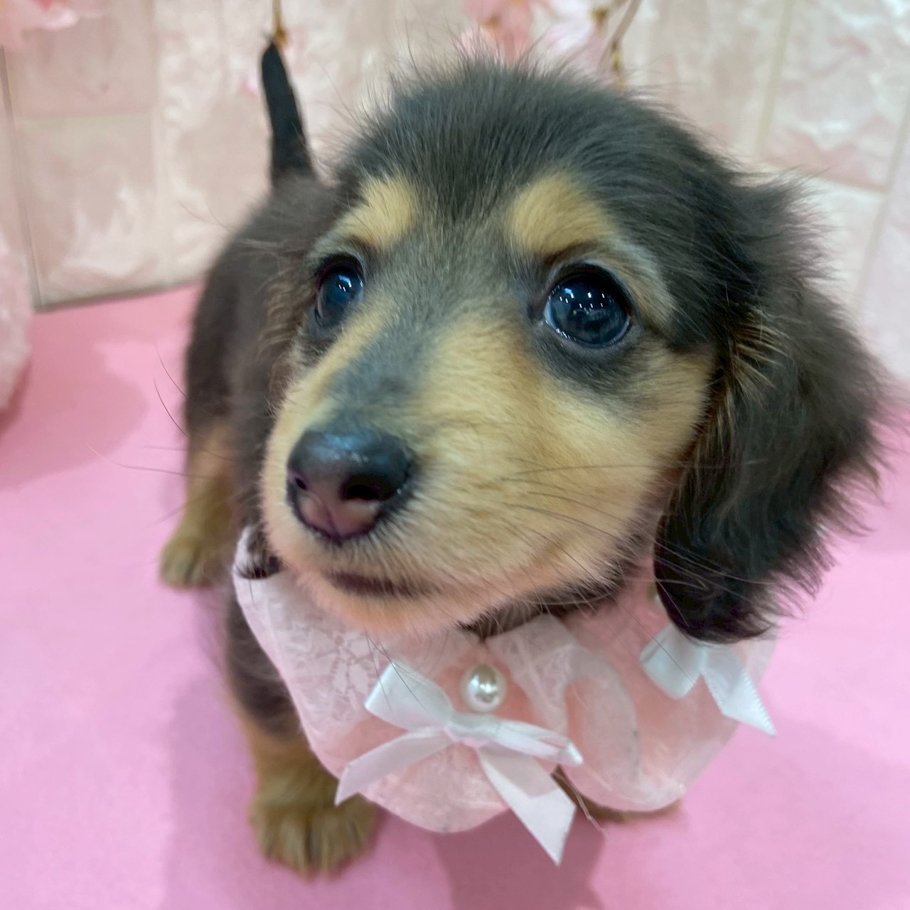 岡山県のミニチュアダックスフンド(ロング) (犬の家＆猫の里倉敷店/2025年12月6日生まれ/女の子/ブルータン)の子犬の3枚目の画像