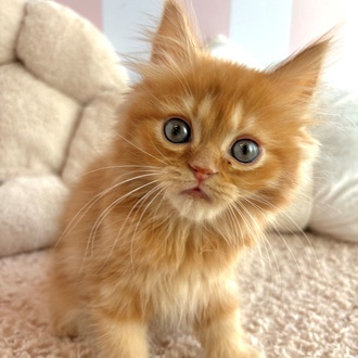 岡山県のミヌエット (犬の家＆猫の里倉敷中庄店/2025年12月5日生まれ/男の子/レッドタビー)の子猫の3枚目の画像