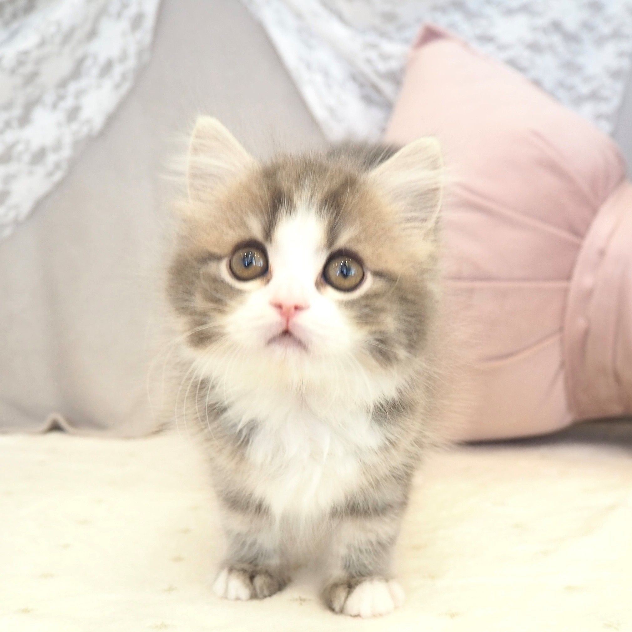 大阪府のスコティッシュストレート (犬の家＆猫の里もりのみやキューズモールBASE店/2025年12月7日生まれ/男の子/ブルータビーホワイト)の子猫の3枚目の画像