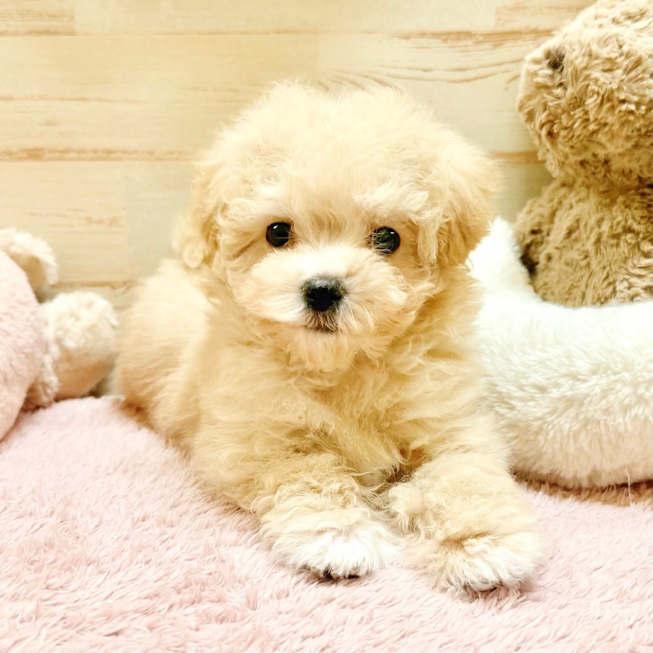 兵庫県のマルプー(マルチーズ×プードル) (犬の家＆猫の里神戸店/2025年12月1日生まれ/男の子/クリーム)の子犬の3枚目の画像