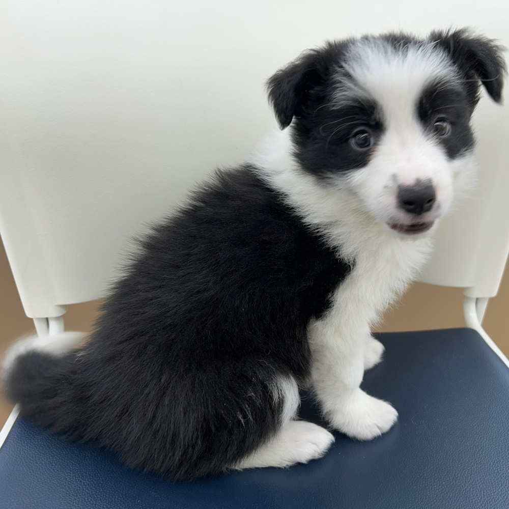 愛知県のボーダーコリー (犬の家＆猫の里七宝店/2025年12月6日生まれ/女の子/ブラックホワイト)の子犬の3枚目の画像