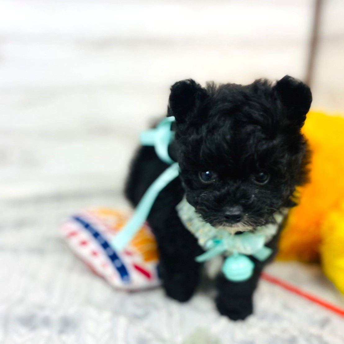 兵庫県のポメプー(ポメラニアン×プードル) (犬の家＆猫の里川西店/2025年12月5日生まれ/男の子/ブラックホワイト)の子犬の3枚目の画像