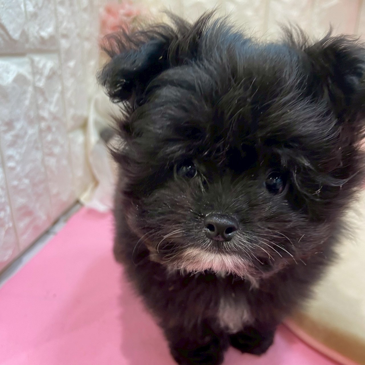 岡山県のポメプー(ポメラニアン×プードル) (犬の家＆猫の里倉敷店/2025年12月5日生まれ/男の子/ブラックホワイト)の子犬の3枚目の画像