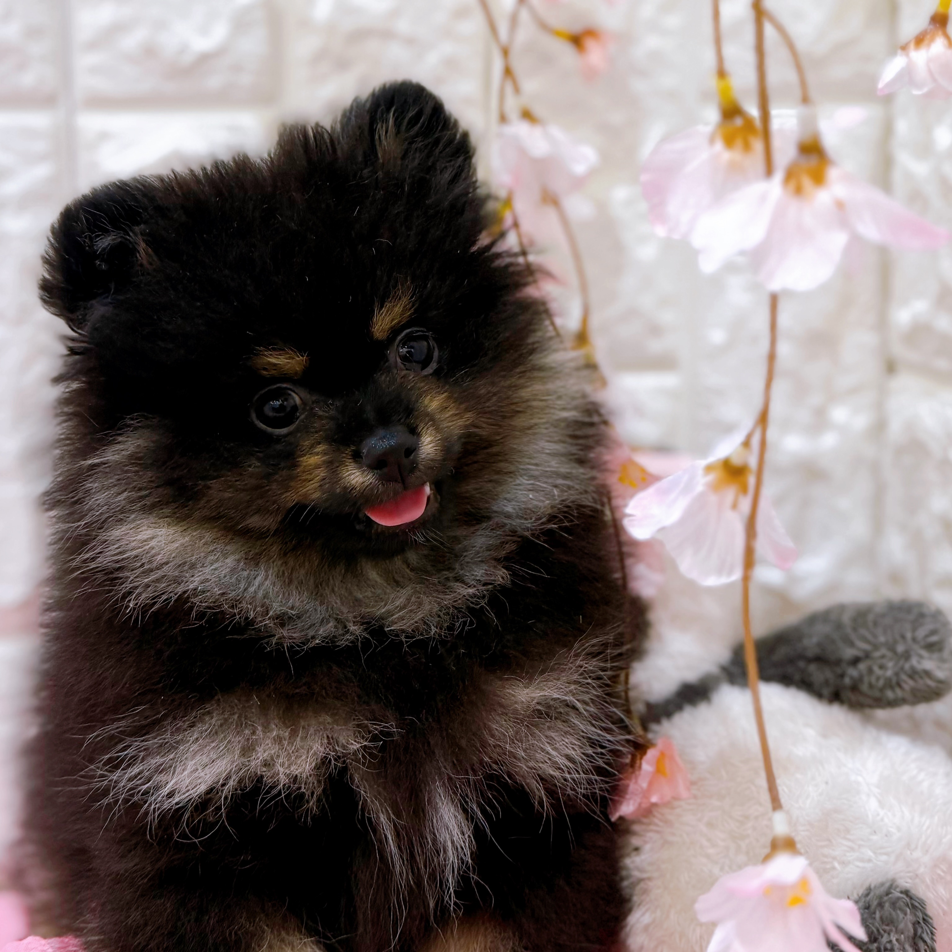 ポメラニアン(ブラック(黒)系)の子犬を価格や特徴で探す|ペット