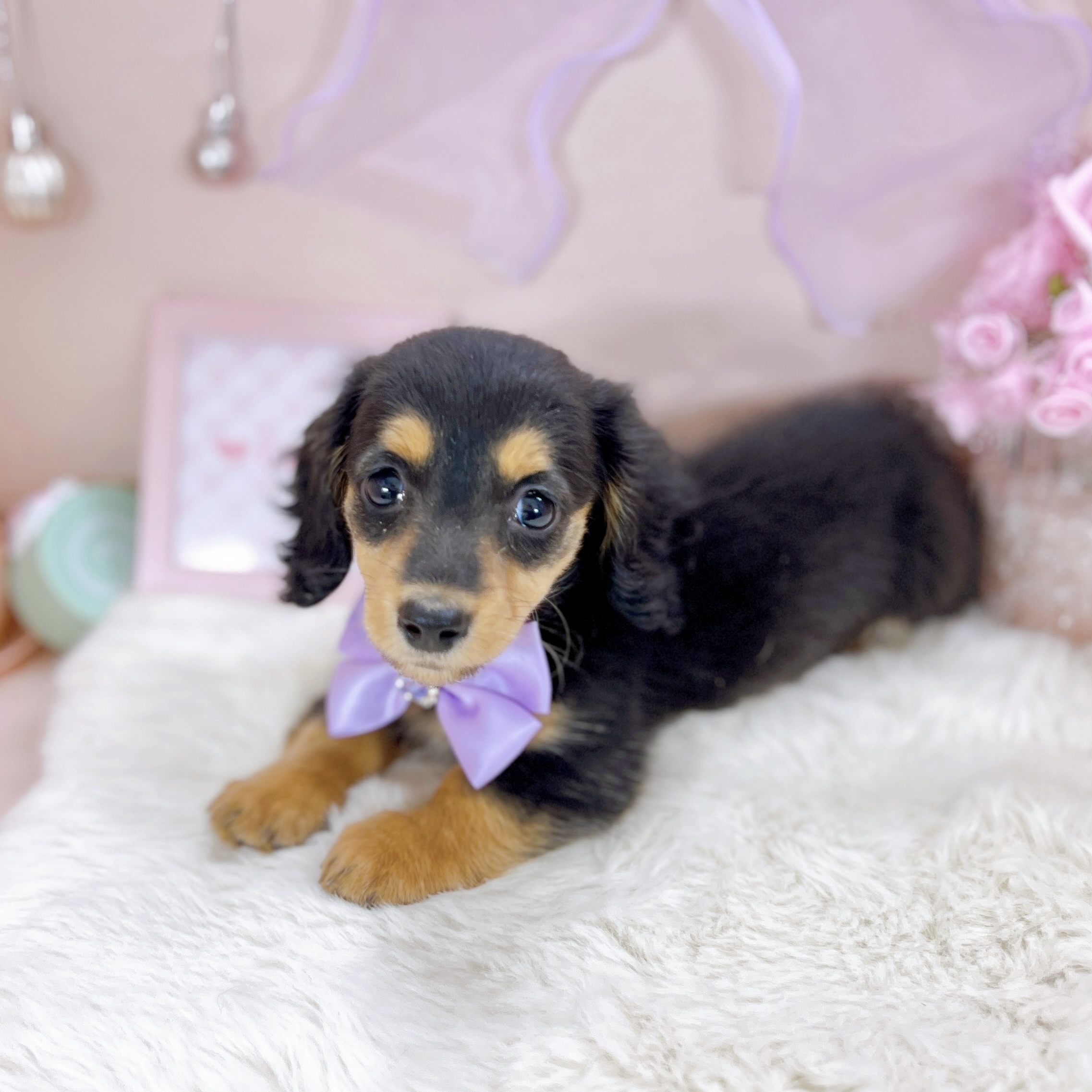 福井県のミニチュアダックスフンド(ロング) (犬の家＆猫の里アミーゴ福井大和田店/2025年12月5日生まれ/女の子/ブラックタン)の子犬の3枚目の画像