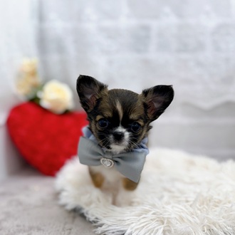 滋賀県のチワワ(ロング) (犬の家＆猫の里長浜店/2025年12月5日生まれ/男の子/フォーンホワイト)の子犬の3枚目の画像