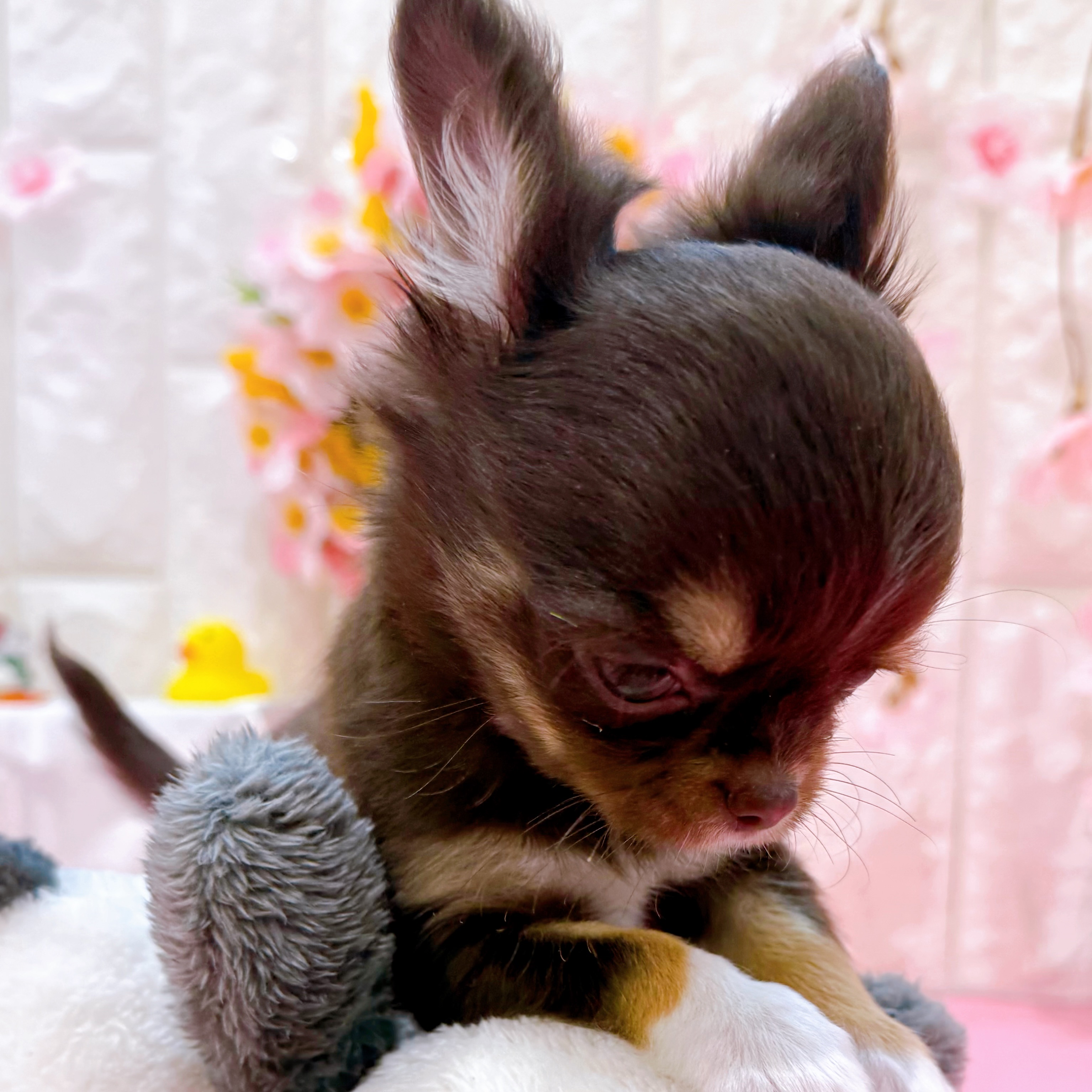 岡山県のチワワ(ロング) (犬の家＆猫の里倉敷店/2025年12月5日生まれ/男の子/チョコレートタンホワイト)の子犬の3枚目の画像