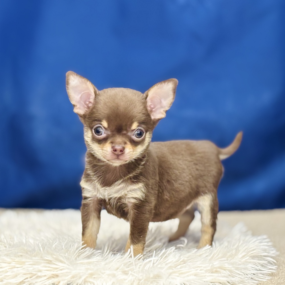 岐阜県のチワワ(スムース) (犬の家＆猫の里中津川店/2025年12月1日生まれ/男の子/チョコレートタン)の子犬の3枚目の画像