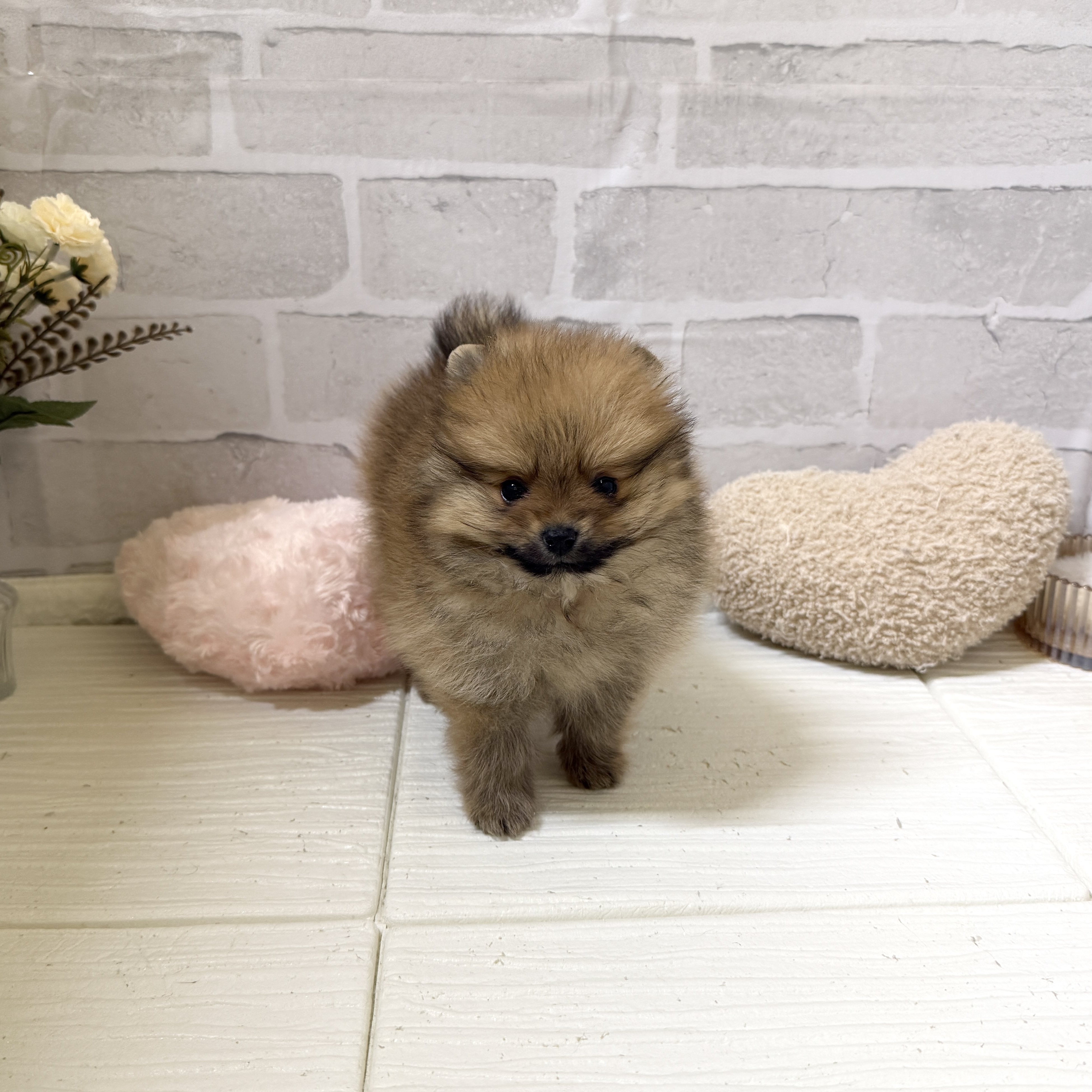 愛知県のポメラニアン (犬の家＆猫の里岡崎店/2025年12月6日生まれ/男の子/オレンジ)の子犬の3枚目の画像