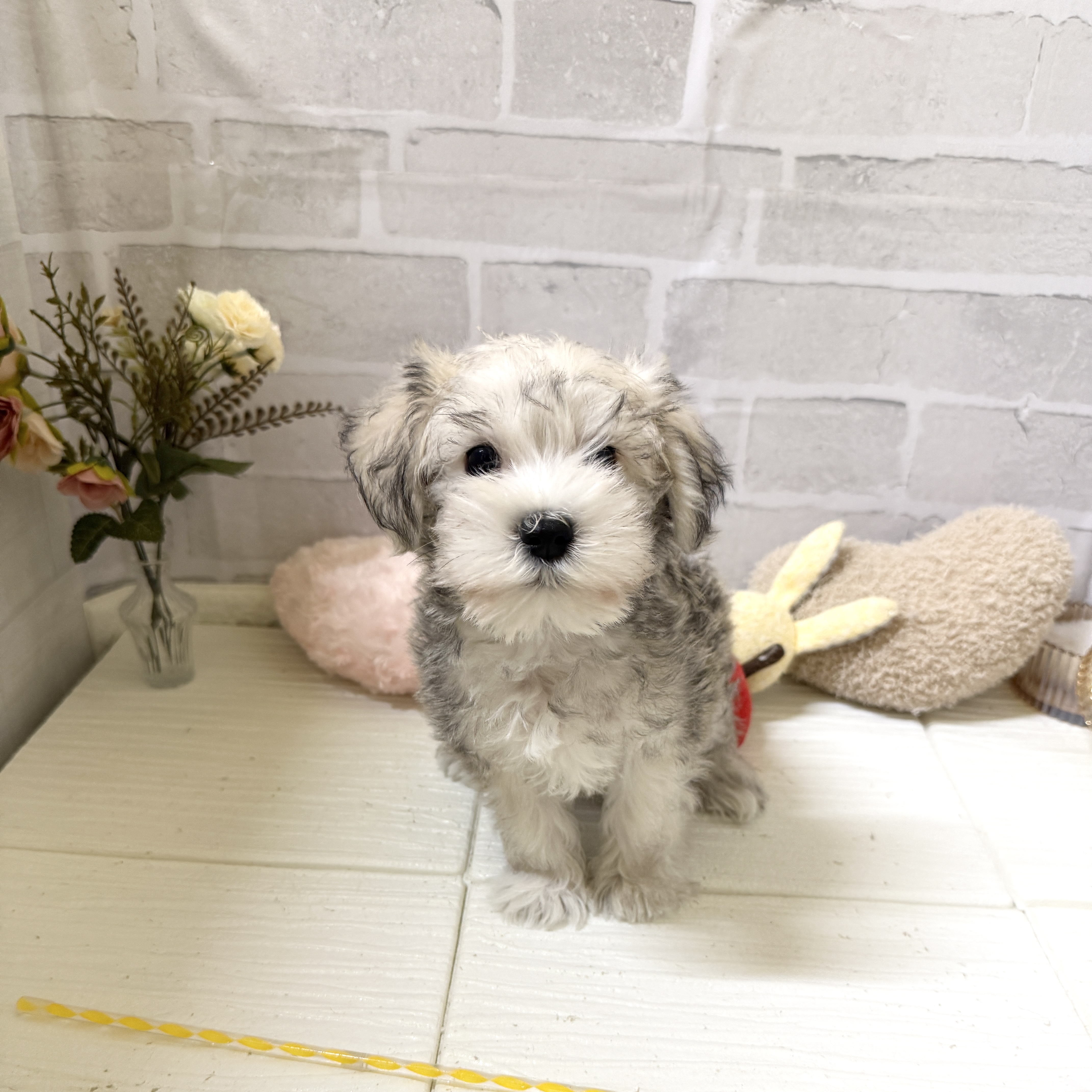 愛知県のシュナマル/マルシュナ(シュナウザー×マルチーズ) (犬の家＆猫の里岡崎店/2025年12月7日生まれ/男の子/ソルトペッパー)の子犬の3枚目の画像