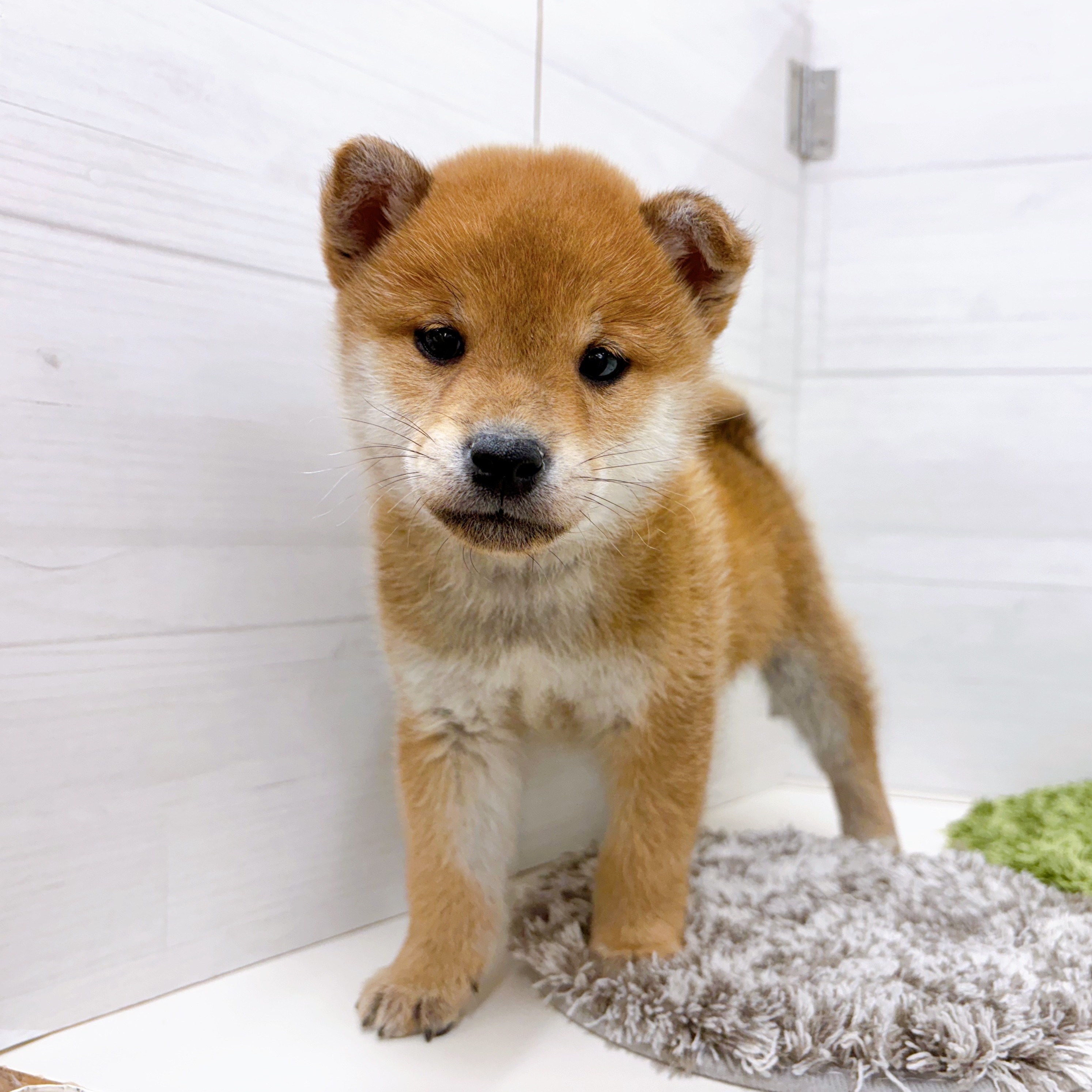 石川県の柴犬(標準サイズ) (犬の家＆猫の里アミーゴ金沢おこばた店/2025年12月7日生まれ/男の子/赤)の子犬の3枚目の画像