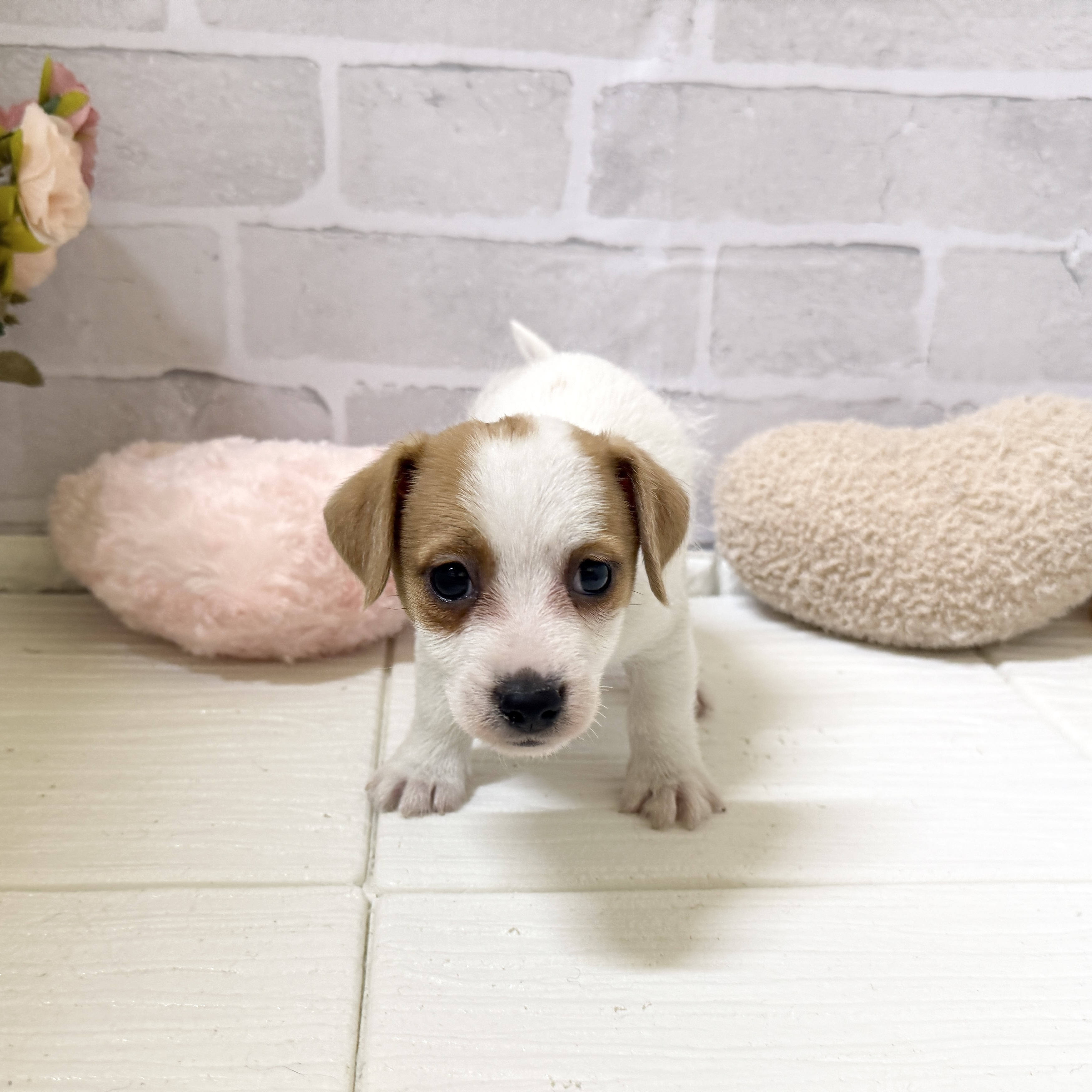 愛知県のジャックラッセルテリア (犬の家＆猫の里岡崎店/2025年12月7日生まれ/男の子/タンホワイト)の子犬の3枚目の画像