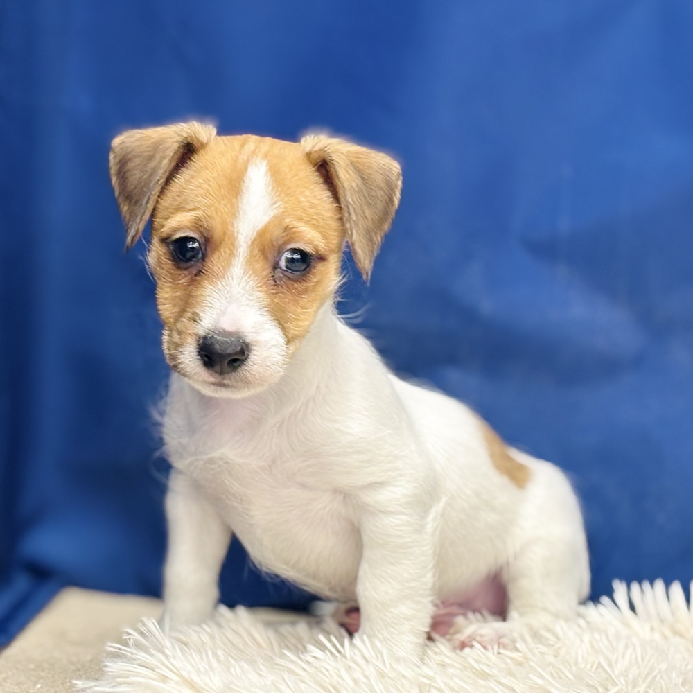 岐阜県のジャックラッセルテリア (犬の家＆猫の里中津川店/2025年12月7日生まれ/男の子/タンホワイト)の子犬の3枚目の画像