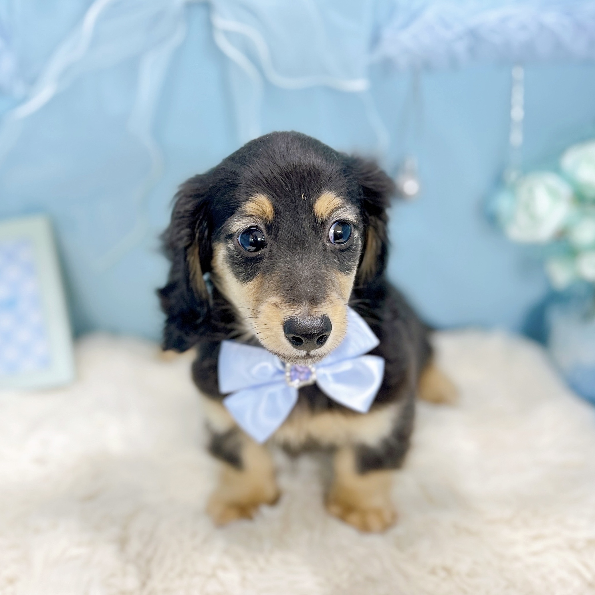 福井県のミニチュアダックスフンド(ロング) (犬の家＆猫の里アミーゴ福井大和田店/2025年12月7日生まれ/男の子/ブラックイエロー)の子犬の3枚目の画像