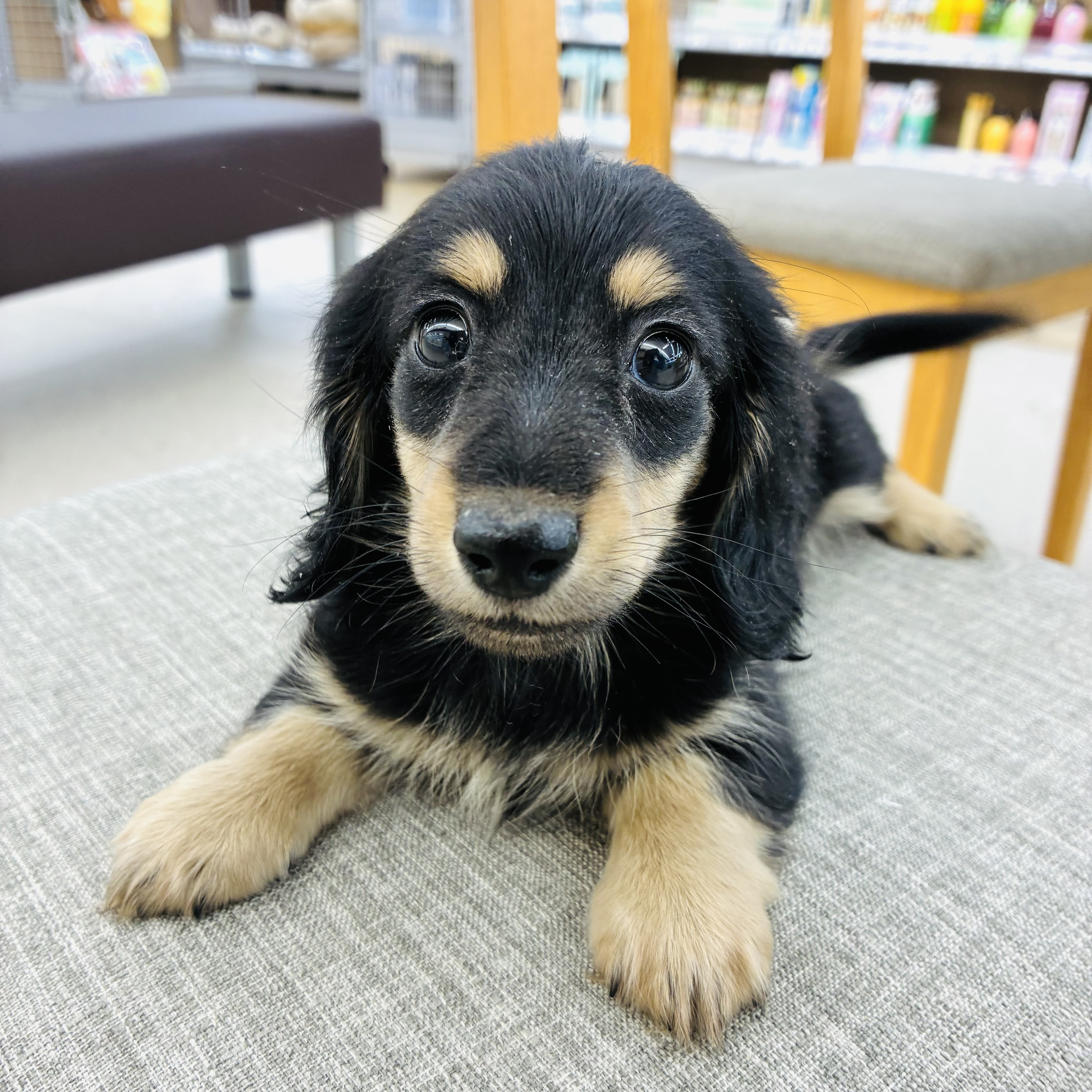 愛知県のミニチュアダックスフンド(ロング) (犬の家＆猫の里七宝店/2025年12月7日生まれ/女の子/ブラックイエロー)の子犬の1枚目の画像