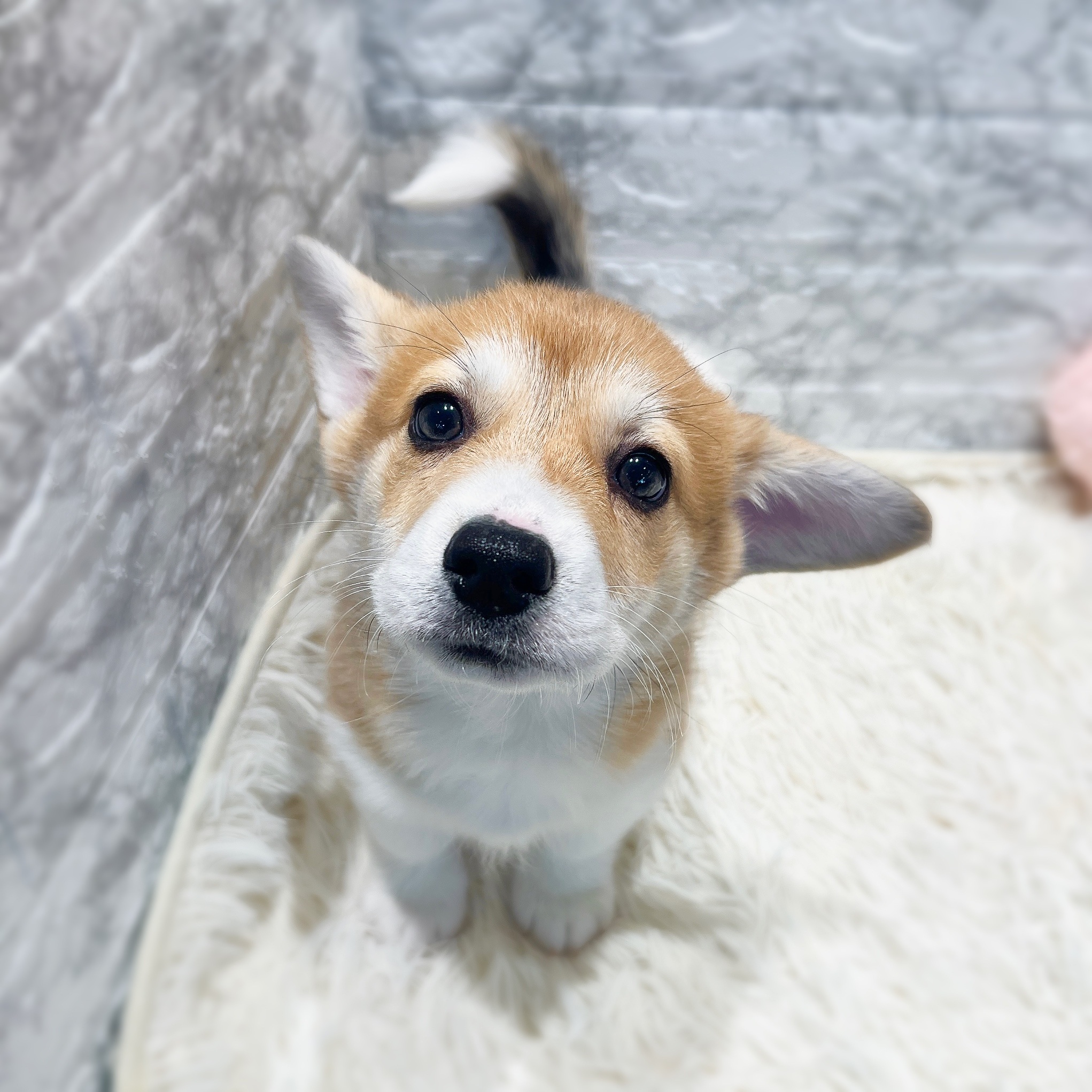 愛知県のウェルシュコーギーペンブローク (犬の家＆猫の里MiO香久山店/2025年12月6日生まれ/男の子/セーブルホワイト)の子犬の1枚目の画像