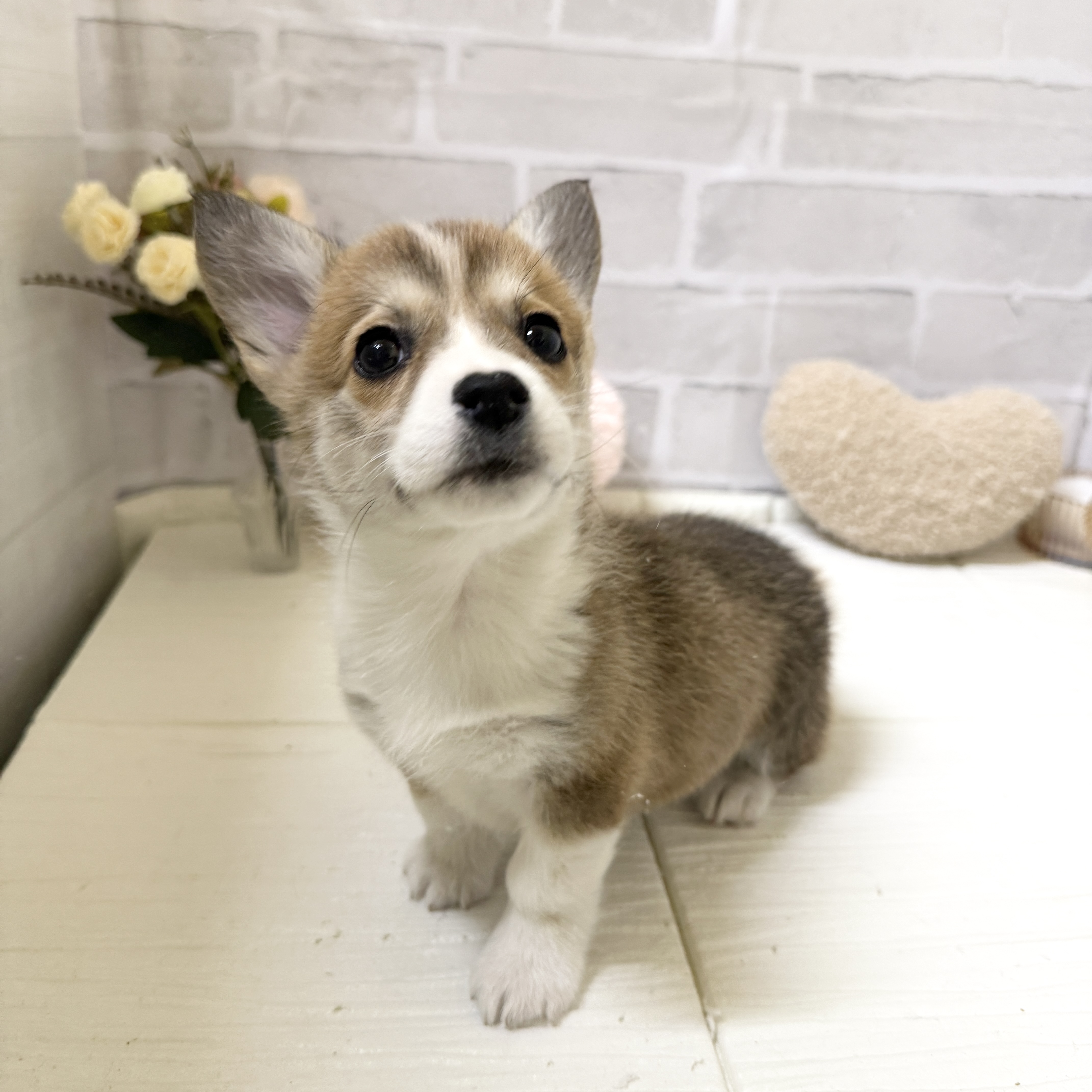 愛知県のウェルシュコーギーペンブローク (犬の家＆猫の里岡崎店/2025年12月6日生まれ/女の子/セーブルホワイト)の子犬の1枚目の画像