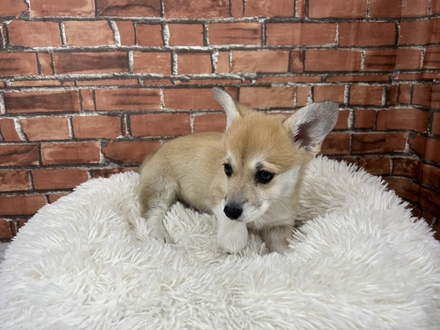 神奈川県のウェルシュコーギーペンブローク (犬の家＆猫の里小田原店/2025年12月6日生まれ/女の子/セーブルホワイト)の子犬の3枚目の画像