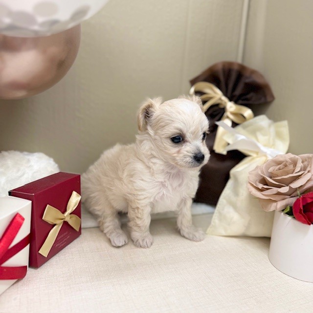 千葉県のチワプー/プーチー(チワワ×プードル) (犬の家＆猫の里ワンズモール稲毛店/2025年12月9日生まれ/女の子/クリーム)の子犬の3枚目の画像