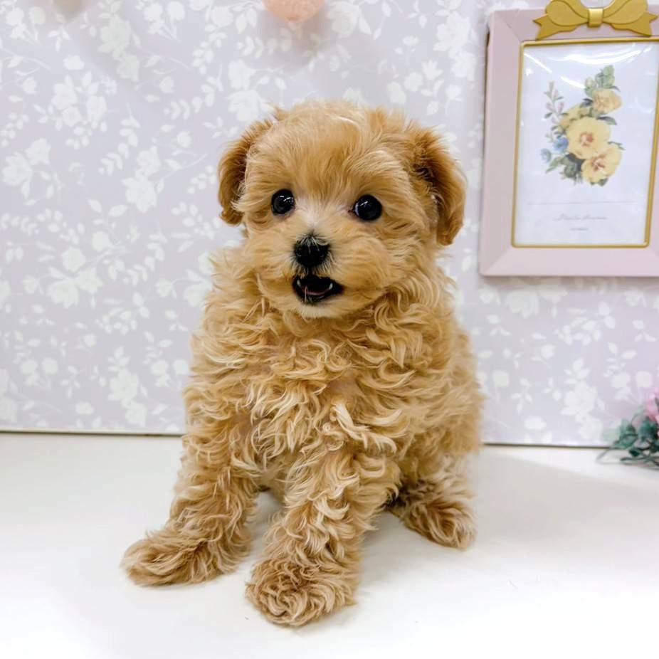 富山県のマルプー(マルチーズ×プードル) (犬の家＆猫の里アミーゴ高岡蓮花寺店/2025年12月5日生まれ/女の子/アプリコット)の子犬の3枚目の画像