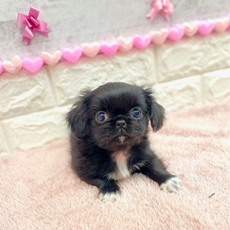 静岡県のチワペキ/ペキチー/ペキチワ(チワワ×ペキニーズ) (犬の家＆猫の里プレ葉ウォーク浜北店/2025年12月6日生まれ/女の子/ブラックホワイト)の子犬の1枚目の画像