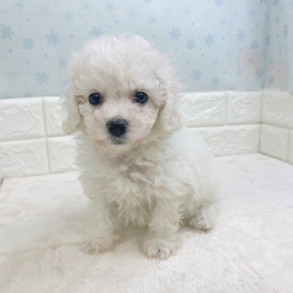 静岡県のビションフリーゼ (犬の家＆猫の里マークイズ静岡店/2025年12月5日生まれ/男の子/ホワイト)の子犬の3枚目の画像