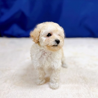 愛知県のトイプードル(トイ) (犬の家＆猫の里一宮店/2025年12月9日生まれ/女の子/クリーム)の子犬の3枚目の画像