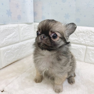 静岡県のチワワ(ロング) (犬の家＆猫の里マークイズ静岡店/2025年12月7日生まれ/女の子/フォーン)の子犬の3枚目の画像