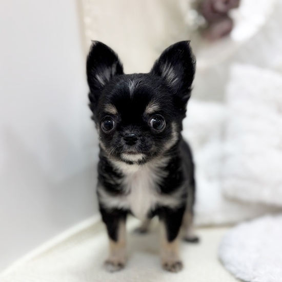 岐阜県のチワワ(ロング) (犬の家＆猫の里カラフルタウン岐阜店/2025年12月6日生まれ/女の子/ブラックタンホワイト)の子犬の3枚目の画像