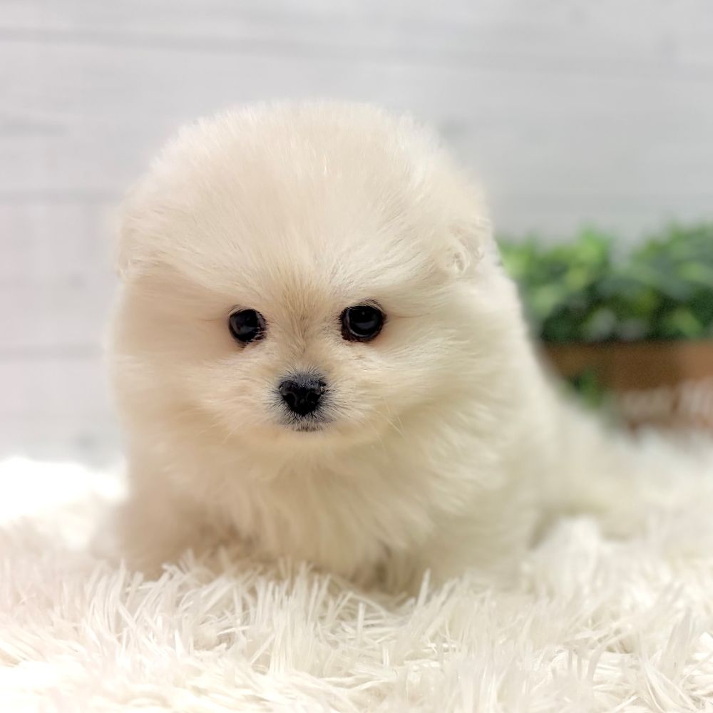 愛知県のペキポメ/ポメペキ(ペキニーズ×ポメラニアン) (犬の家＆猫の里豊田店/2025年12月8日生まれ/男の子/ホワイト)の子犬の3枚目の画像