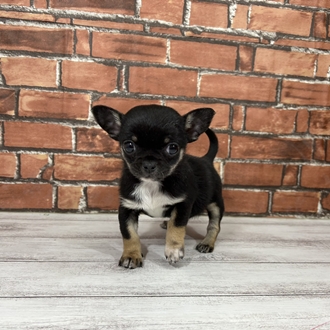 神奈川県のチワワ(スムース) (犬の家＆猫の里小田原店/2025年12月8日生まれ/女の子/ブラックタンホワイト)の子犬の3枚目の画像