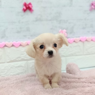 静岡県のチワックス(チワワ×ダックス) (犬の家＆猫の里プレ葉ウォーク浜北店/2025年12月8日生まれ/女の子/クリームホワイト)の子犬の3枚目の画像