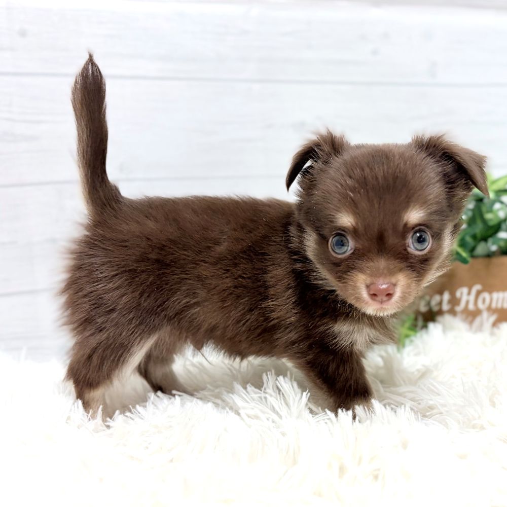 愛知県のチワワ(ロング) (犬の家＆猫の里豊田店/2025年12月7日生まれ/男の子/チョコレートタンクリーム)の子犬の3枚目の画像