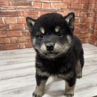 神奈川県の柴犬(標準サイズ) (犬の家＆猫の里小田原店/2025年12月9日生まれ/女の子/黒)の子犬の3枚目の画像