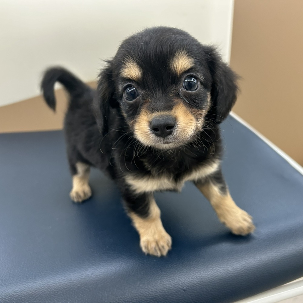 愛知県のチワックス(チワワ×ダックス) (犬の家＆猫の里七宝店/2025年12月8日生まれ/男の子/ブラックタン)の子犬の3枚目の画像